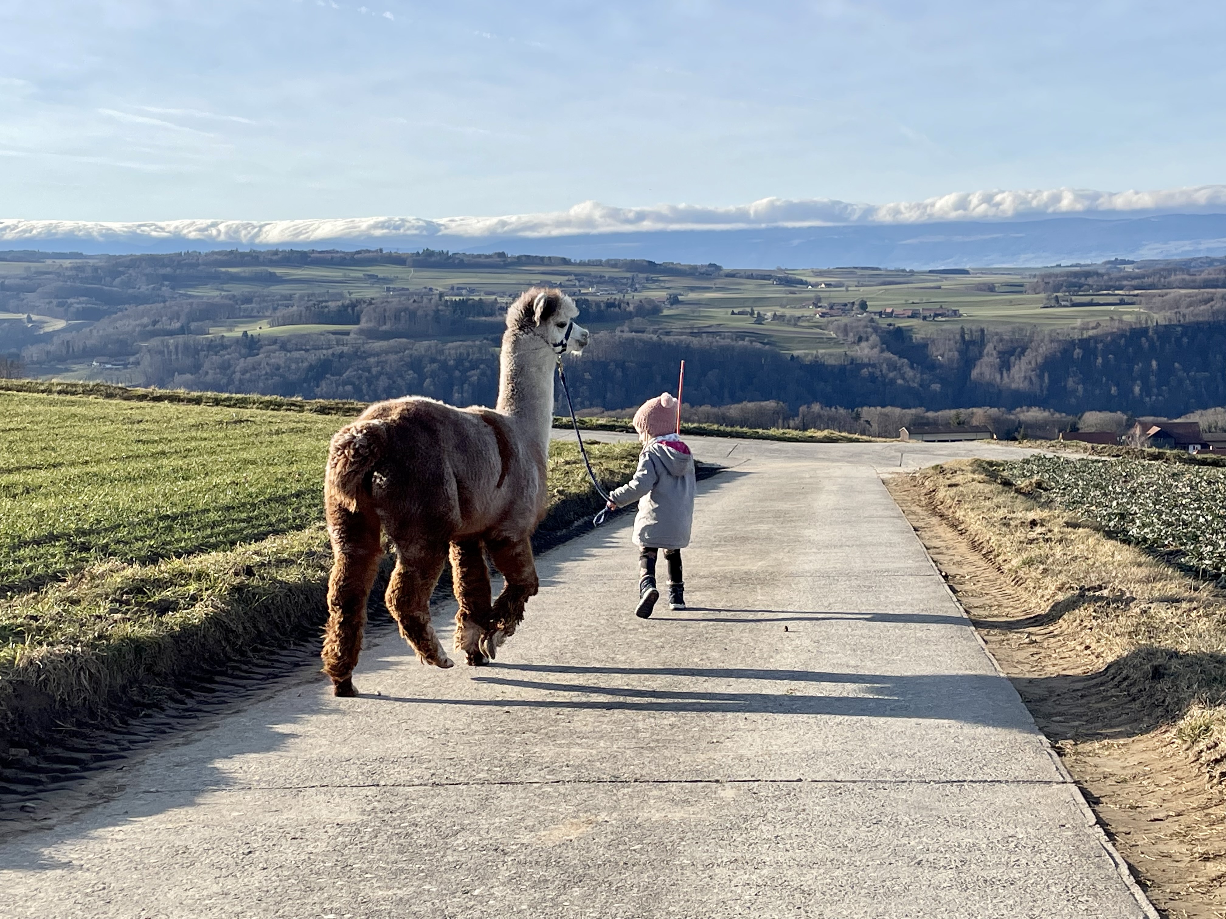 Balade avec les alpagas